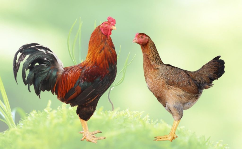 Gà Kiến là một giống gà ta được nuôi nhiều ở Việt Nam hiện nay 