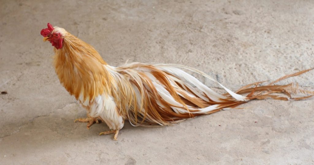 Tìm hiểu về giống gà tre ở Việt Nam