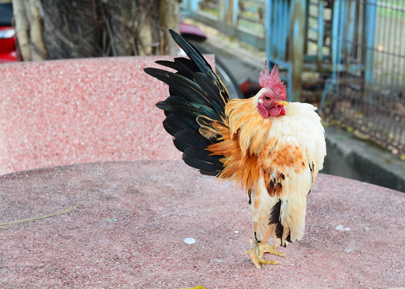 Một số tiêu chuẩn đánh giá về cánh của gà tre Việt