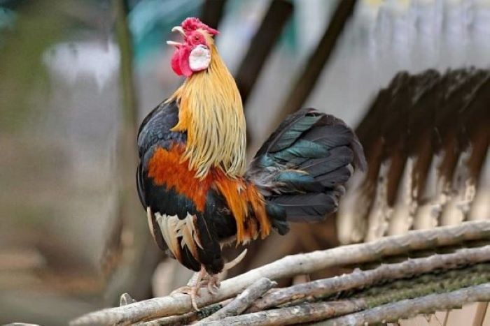 Một số tiêu chuẩn đánh giá về cơ thể của gà tre Việt