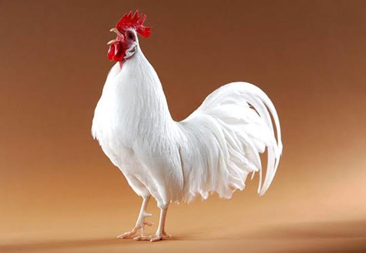 Một số tiêu chuẩn đánh giá về mặt của gà tre Việt